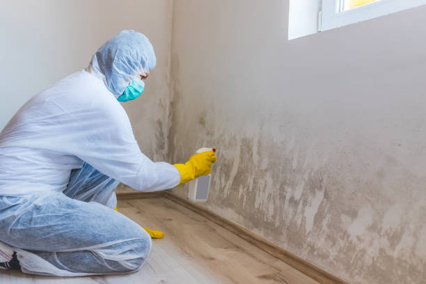 Black mold inspection in Willernie