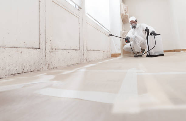Black mold remediation team in Willernie